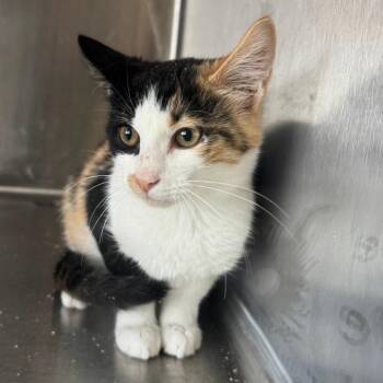 Donut -  Domestic Short Hair Cat for Adoption in Eureka Springs, Arkansas - Donut | PetCurious