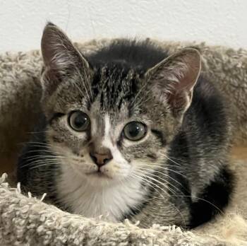 Fanta -  Domestic Short Hair Cat for Adoption in Logan, Utah - Fanta | PetCurious