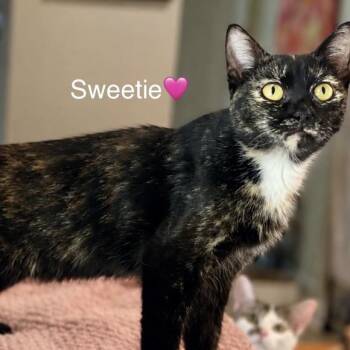 Sweetie -  Domestic Short Hair Cat for Adoption in Peachtree City, Georgia - Sweetie | PetCurious