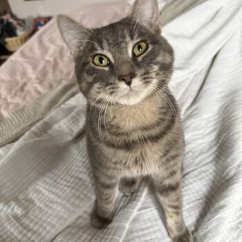 Domestic Short Hair Cats Available for Adoption - Bowie | PetCurious