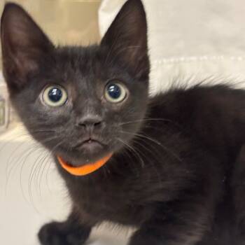 Rescue Domestic Short Hair Cats for Adoption in League City, Texas - Ash-Orange | PetCurious