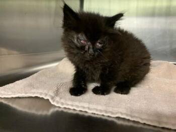 Domestic Medium Hair and Domestic Short Hair Cats Available for Adoption in Grand Prairie, Texas - ANDREW | PetCurious