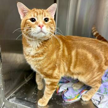Domestic Short Hair Cats Available for Adoption in Buffalo, Minnesota - Octavius *Meet Me At Eagan Petsmart* | PetCurious