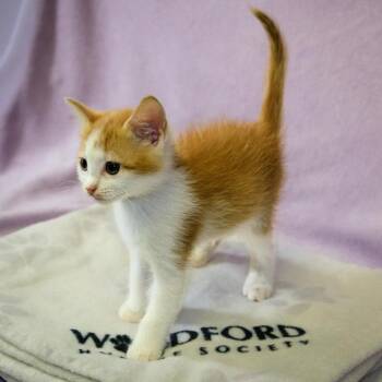 Mabel -  Domestic Short Hair Cat for Adoption in Versailles, Kentucky - Mabel | PetCurious