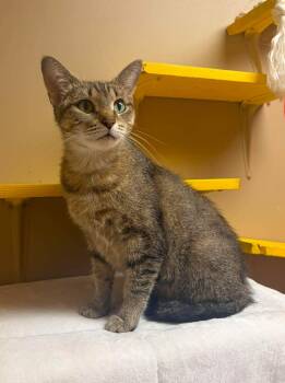 Ruth -  Domestic Short Hair Cat for Adoption in Maryville, Missouri - Ruth | PetCurious