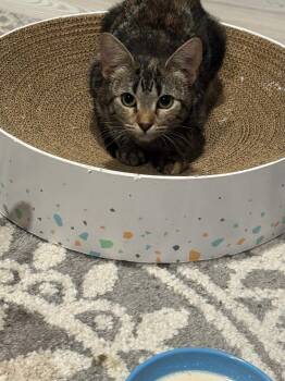 Rescue Domestic Short Hair Cats for Adoption in Mokena, Illinois - Dill | PetCurious