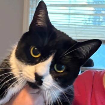 Rescue Domestic Short Hair Cats for Adoption in Kirklin, Indiana - Kit Kat | PetCurious