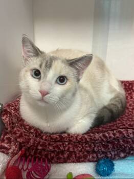 Rescue Domestic Short Hair Cats for Adoption in Wabash, Indiana - Snow | PetCurious