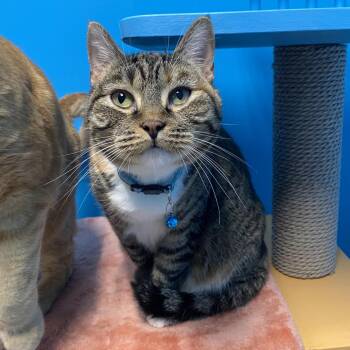 Blush -  Domestic Medium Hair Cat for Adoption in Cheyenne, Wyoming - Blush | PetCurious