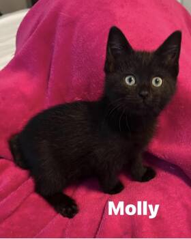 Molly -  Domestic Short Hair Cat for Adoption in Murfreesboro, Tennessee - Molly | PetCurious
