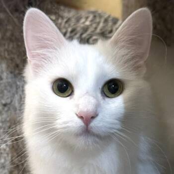 Whisper -  Domestic Medium Hair Cat for Adoption in Crystal Lake, Illinois - Whisper | PetCurious