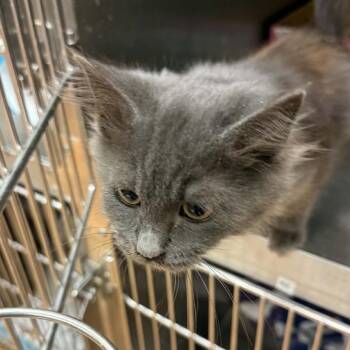 Misty -  Domestic Medium Hair Cat for Adoption in Canton, North Carolina - Misty | PetCurious