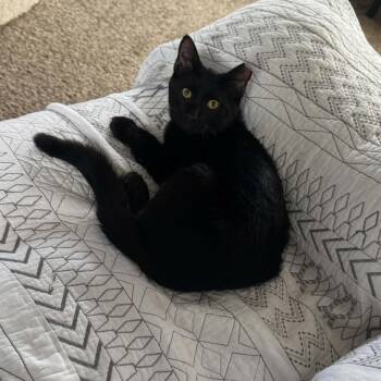 Dos FFC00326 -  Domestic Short Hair Cat for Adoption in Omaha, Nebraska - Dos FFC00326 | PetCurious
