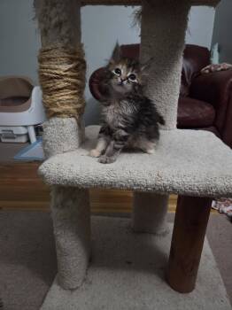 Lil Bum Bum - Kitten -  Domestic Short Hair Cat for Adoption in Enfield, Connecticut - Lil Bum Bum - Kitten | PetCurious