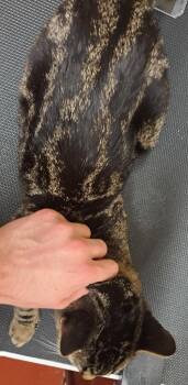 Domestic Short Hair Cats Available for Adoption - Stripes | PetCurious