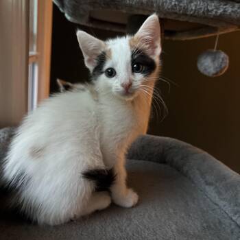 Cinnamon Roll -  Domestic Short Hair Cat for Adoption in Victor, New York - Cinnamon Roll | PetCurious