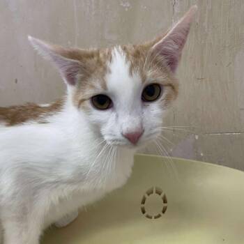 Rescue Domestic Short Hair Cats for Adoption in Hemet, California - Blake | PetCurious