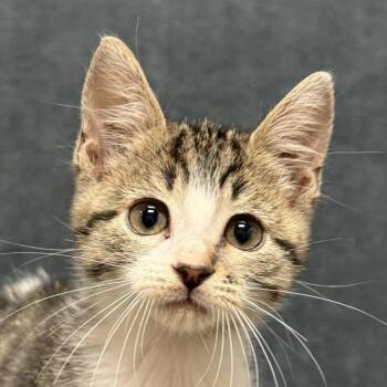 Charles -  Domestic Short Hair Cat for Adoption in Brenham, Texas - Charles | PetCurious