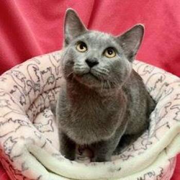 Jelly Roll -  Domestic Short Hair Cat for Adoption in Green Valley, Arizona - Jelly Roll | PetCurious