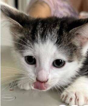 Carolina Reaper -  Domestic Short Hair Cat for Adoption in Marshall, North Carolina - Carolina Reaper | PetCurious