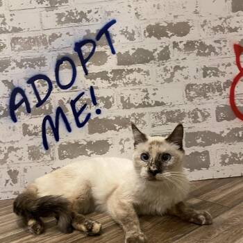 Rescue Siamese and Domestic Short Hair Cats for Adoption in San Tan Valley, Arizona - Fiona | PetCurious