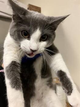 SPIRIT -  Domestic Short Hair Cat for Adoption in Long Beach, California - SPIRIT | PetCurious