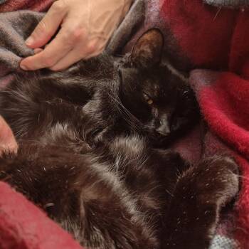 Domestic Short Hair Cats Available for Adoption in Wakefield, Massachusetts - Hurricane | PetCurious