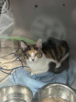 Daisy -  Domestic Short Hair Cat for Adoption in Dayton, Minnesota - Daisy | PetCurious