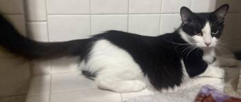 Ashlyn Cappuccino -  Domestic Medium Hair and Tuxedo Cat for Adoption in Chandler, Arizona - Ashlyn Cappuccino | PetCurious