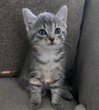 Charm -  Domestic Short Hair Cat for Adoption in Raleigh, North Carolina - Charm | PetCurious