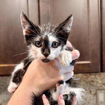 Patch -  Domestic Short Hair Cat for Adoption in Tustin, California - Patch | PetCurious