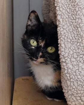 Domestic Short Hair Cats Available for Adoption in Novato, California - Savannah | PetCurious
