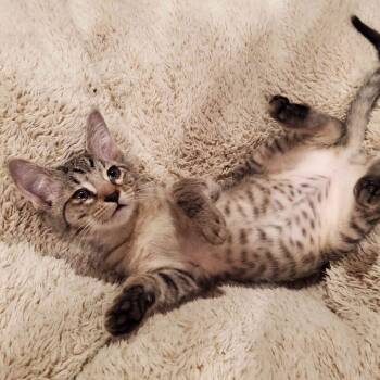 Rescue Domestic Short Hair Cats for Adoption in Aledo, Texas - Pepi | PetCurious