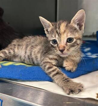PRETZEL -  Domestic Short Hair Cat for Adoption in Dallas, Texas - PRETZEL | PetCurious