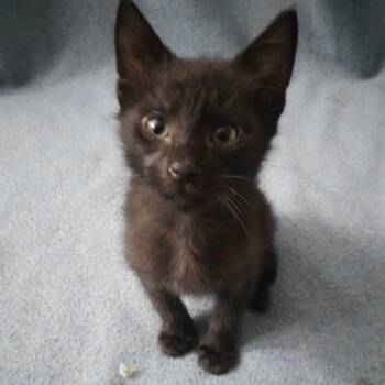 Vector-Prime -  Domestic Short Hair Cat for Adoption in Spruce Pine, North Carolina - Vector-Prime | PetCurious