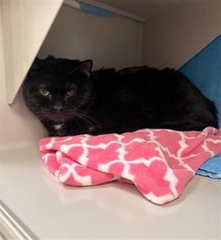 Domestic Short Hair Cats Available for Adoption in Las Vegas, Nevada - CHEESEBURGER | PetCurious