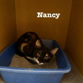 Nancy -  Domestic Short Hair Cat for Adoption in Hazlet, New Jersey - Nancy | PetCurious