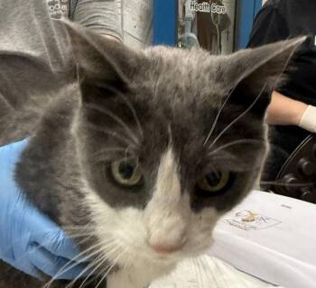 Peach -  Domestic Short Hair Cat for Adoption in Golden, Colorado - Peach | PetCurious