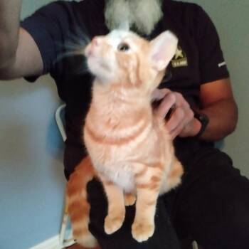 Peachy -  Domestic Short Hair Cat for Adoption in Shelbyville, Indiana - Peachy | PetCurious