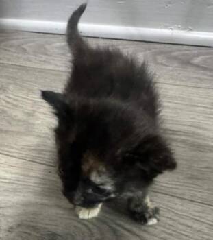 Domestic Short Hair Cats Available for Adoption in Atlanta, Georgia - Kim Possible | PetCurious