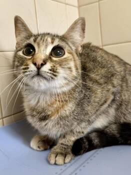 Domestic Short Hair Cats Available for Adoption in San Antonio, Texas - Possum | PetCurious
