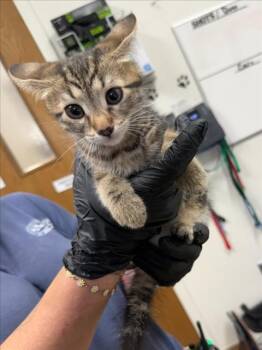 PICKLES -  Domestic Short Hair Cat for Adoption in Norco, California - PICKLES | PetCurious