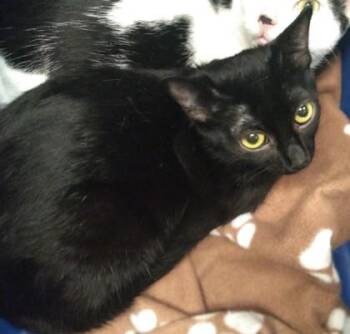 Mercury -  Domestic Short Hair Cat for Adoption in Palm Coast, Florida - Mercury | PetCurious
