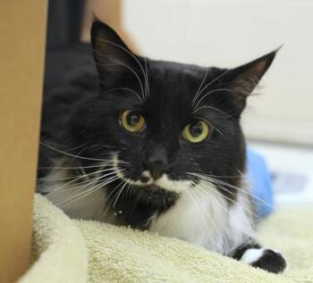 Rhyme -  Domestic Long Hair and Domestic Short Hair Cat for Adoption in Westland, Michigan - Rhyme | PetCurious