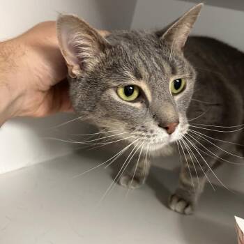 Noodle -  Domestic Short Hair Cat for Adoption in Uniontown, Pennsylvania - Noodle | PetCurious