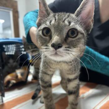 Domestic Short Hair Cats Available for Adoption in Gainesville, Florida - Bubbly | PetCurious