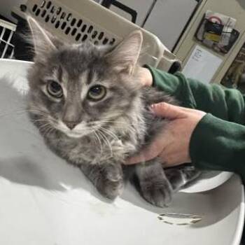 Domestic Medium Hair Cats Available for Adoption - Rumi | PetCurious