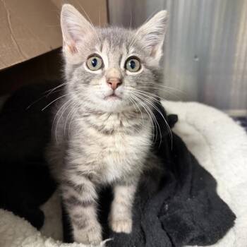 Domestic Short Hair Cats Available for Adoption in Waynesville, North Carolina - Panama Jack | PetCurious