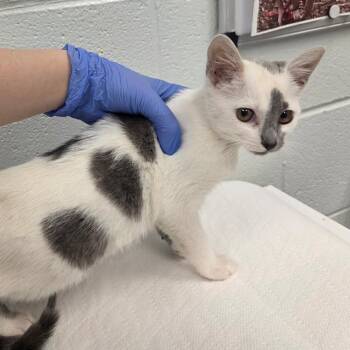 Burger -  Domestic Short Hair Cat for Adoption in Chattanooga, Tennessee - Burger | PetCurious