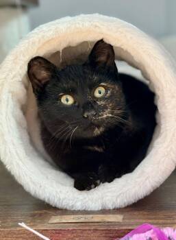 Domestic Short Hair Cats Available for Adoption - Vivienne | PetCurious